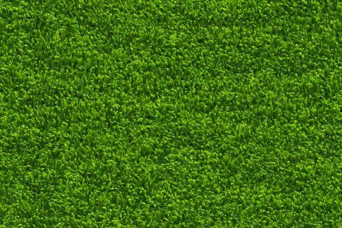 绿草地在线观看